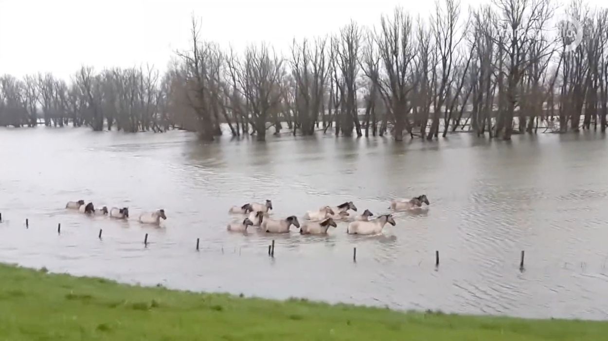 Afbeelding van Wilde paarden zwemmen naar droog gebied in Gelderland