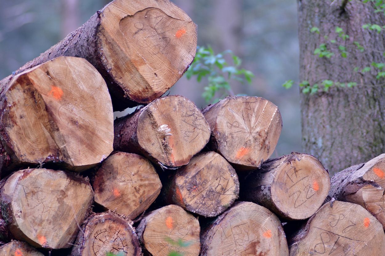 Afbeelding van Niet genoeg resthout voor biomassacentrales: ontbossing dreigt