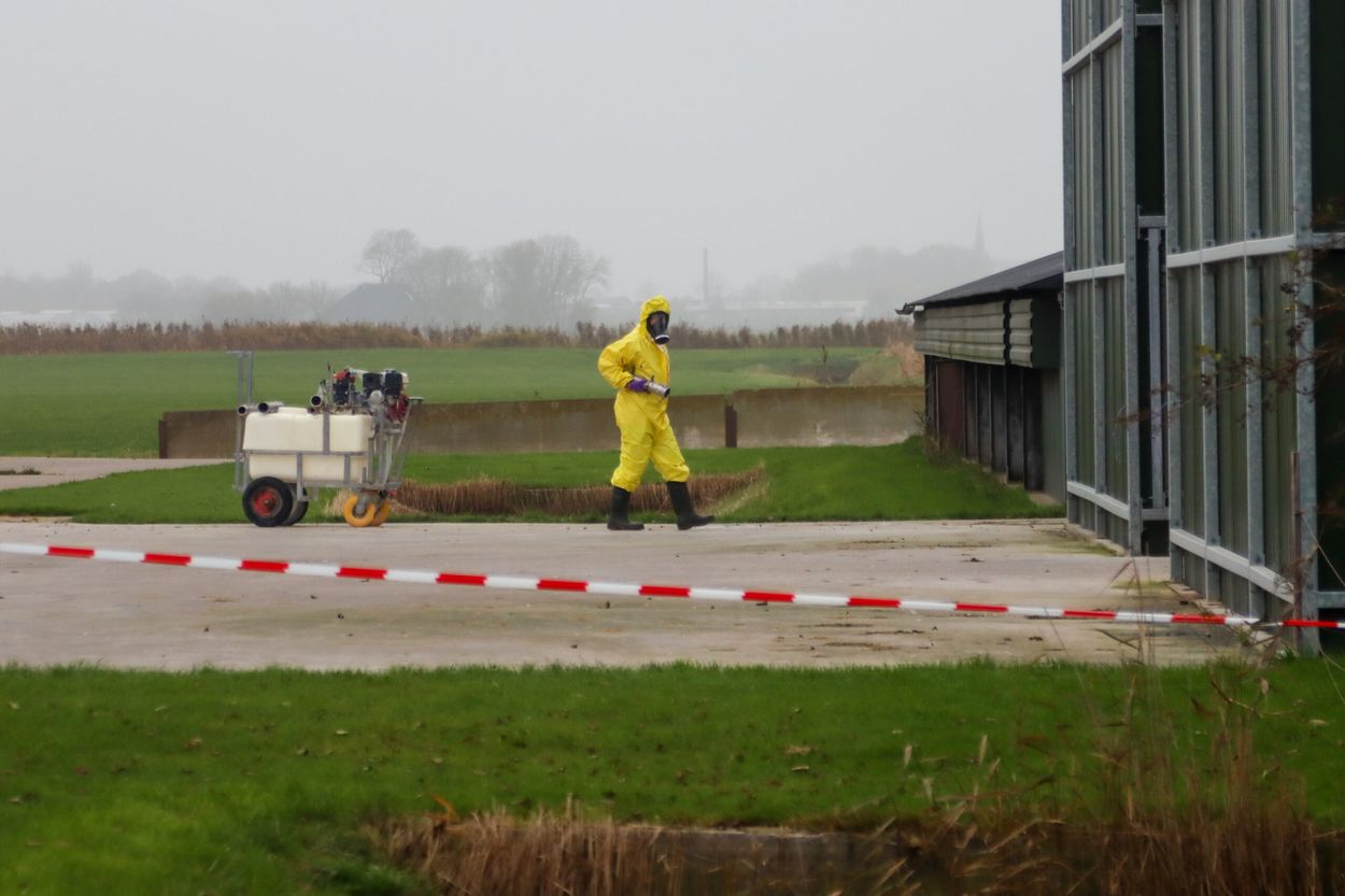 Afbeelding van Zorgen over zeer besmettelijke vogelgriep nemen toe, uitbraak in Friesland