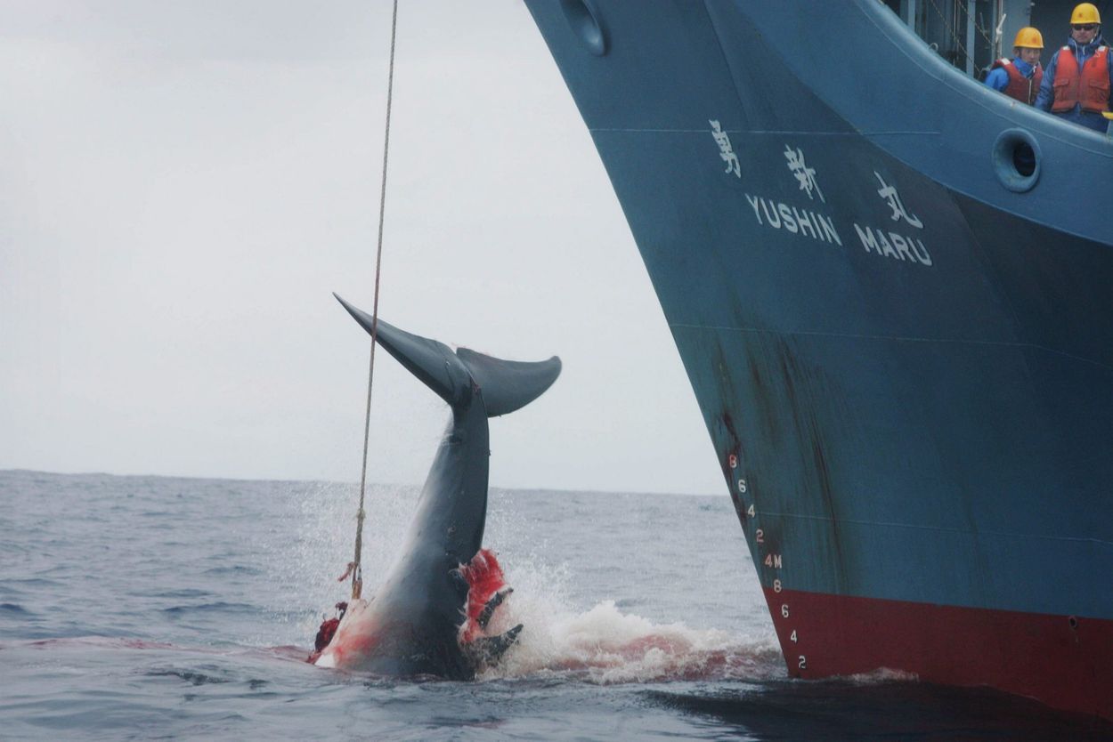 Afbeelding van Rotterdamse haven blijft walvisjacht faciliteren