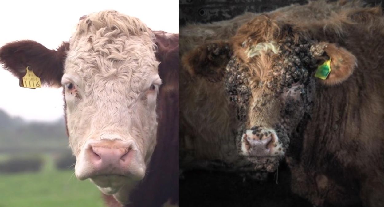 Afbeelding van Iers rundvlees: idyllische reclame versus wrede werkelijkheid