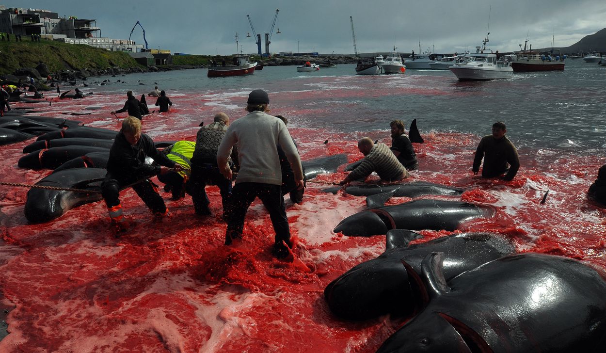 Afbeelding van Uitmoorden walvissen ook slecht voor het klimaat