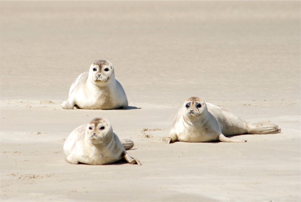 Afbeelding van Weggegooid plastic wordt zeehonden aan Nederlandse kust fataal