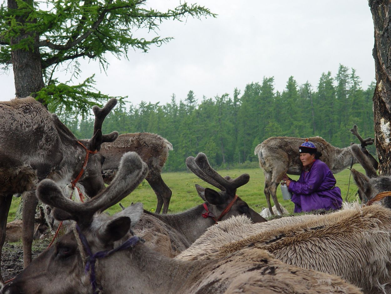 Afbeelding van Miltvuuruitbraak Siberië door klimaatverandering bedreigt mens en dier