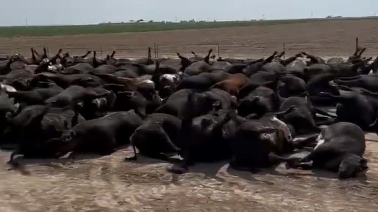 Afbeelding van Koeien vallen dood neer door aanhoudende hitte in Kansas