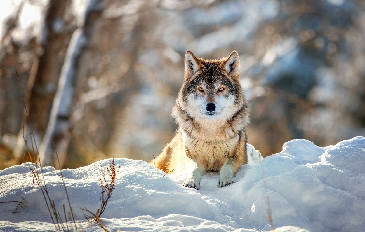 Afbeelding van Nederlandse jager doodt Duitse wolf