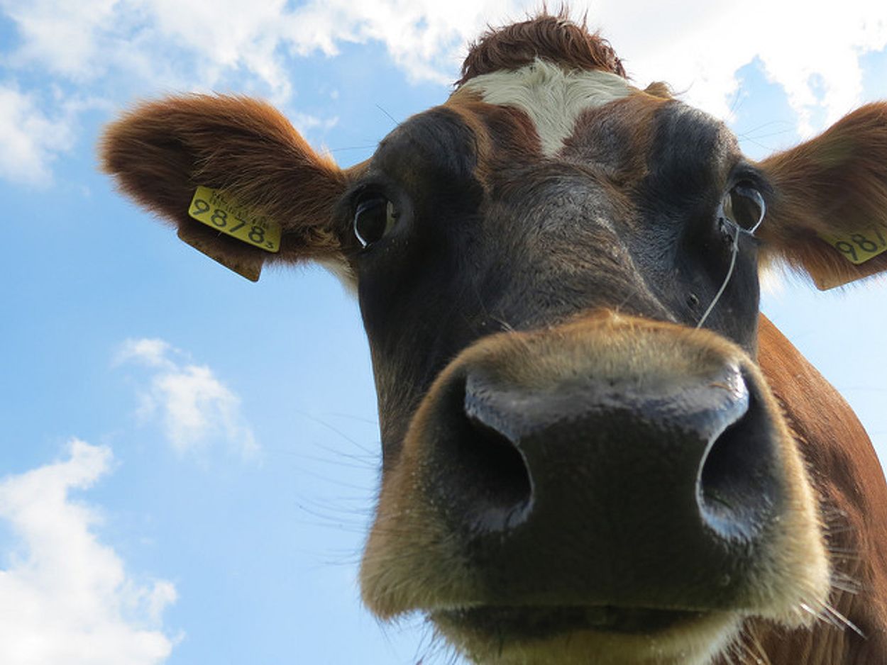 Afbeelding van Jaarlijks komen in Nederland 4000 koeien om door zwerfafval