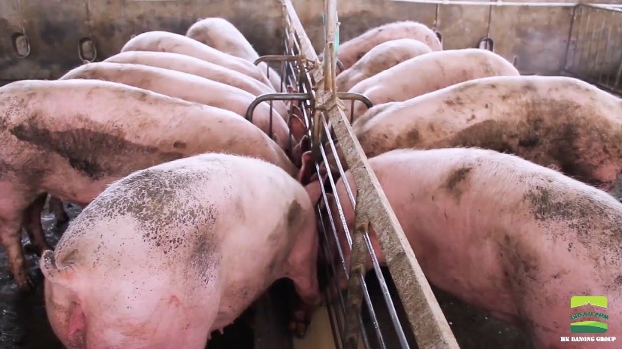 Afbeelding van Levende varkens in vliegtuigen gepropt op transport naar China