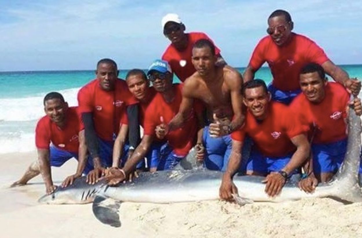 Afbeelding van Dierenbeulen slepen blauwe haai uit water voor foto's, dier sterft