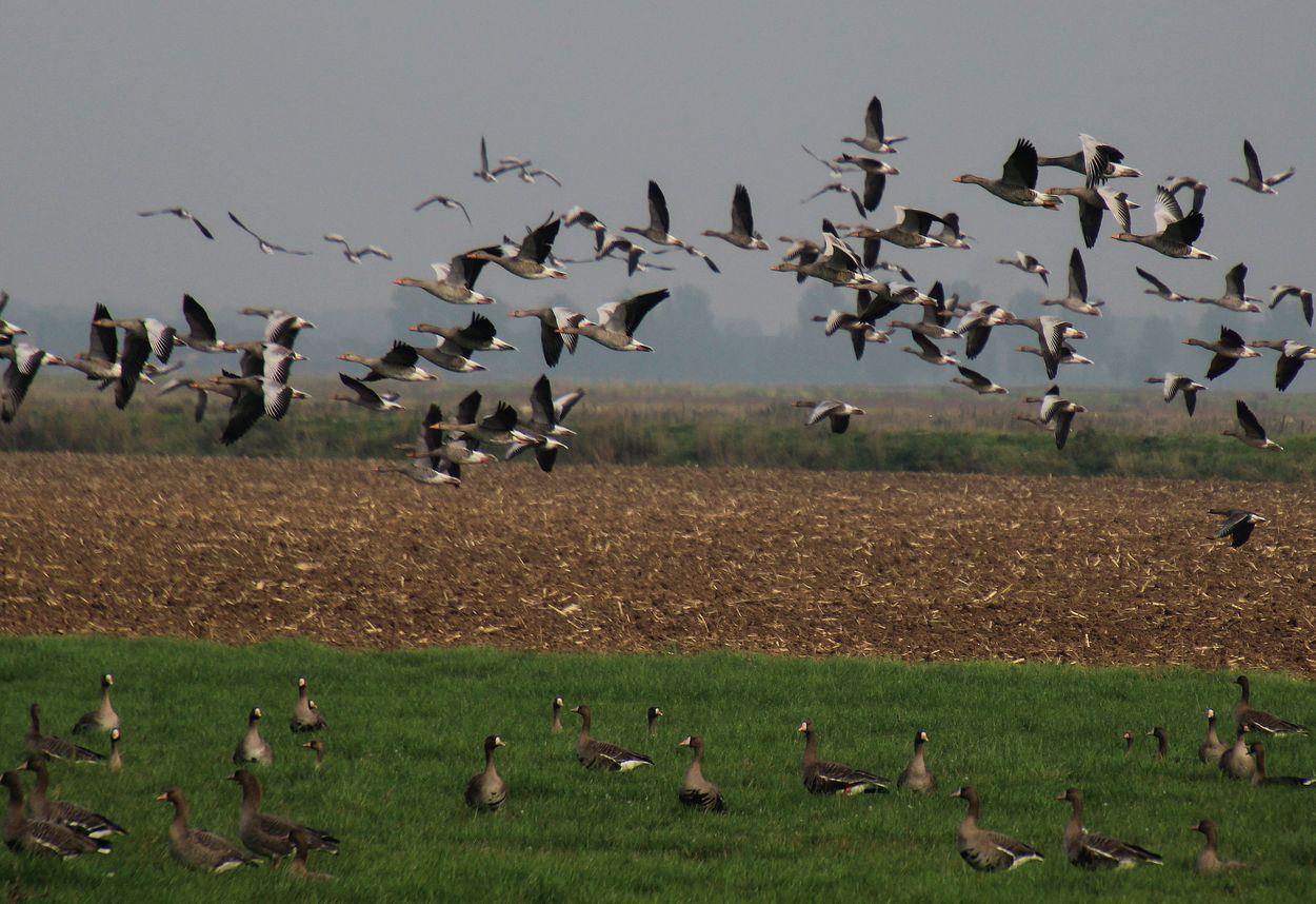 Afbeelding van Ganzen vallen uit de lucht door vogelgriep, Fransen vrezen tekort aan foie gras