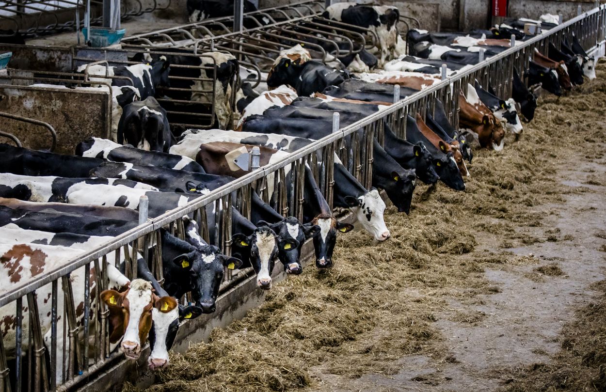 Peternakan sapi masih sangat besar bahkan dengan skema nitrogen pemerintah – Joop