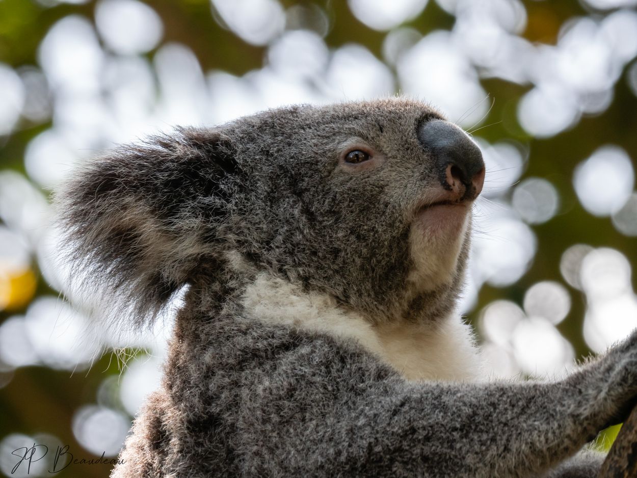 Afbeelding van Klimaatdrama: duizenden koala's omgekomen in Australische bosbranden