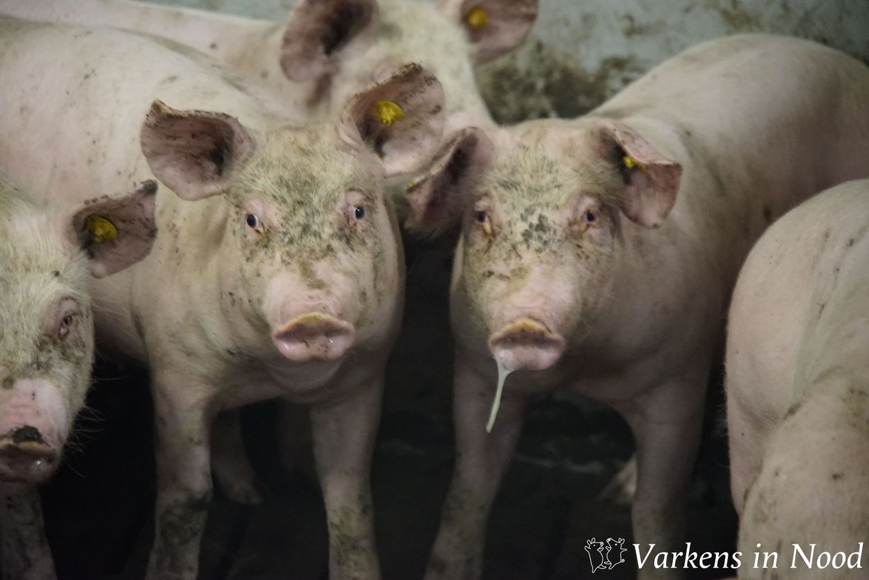 Afbeelding van Nieuwe beelden tonen schokkende behandeling Nederlandse varkens