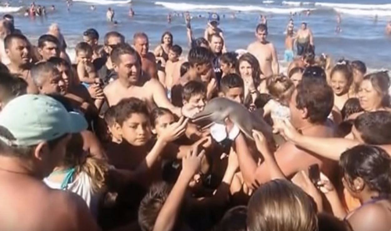Afbeelding van Badgasten plegen selfie-moord op dolfijn