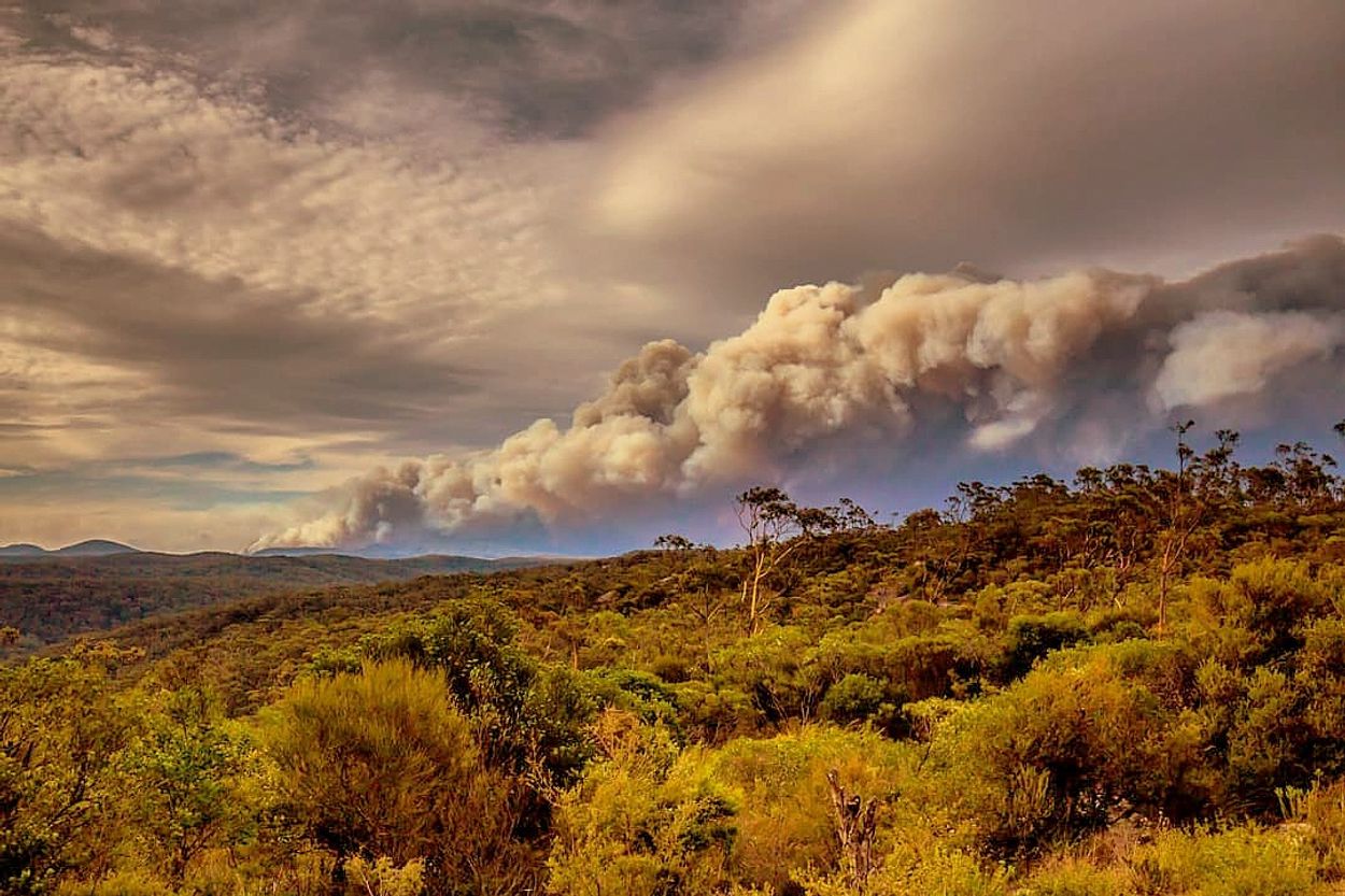 Afbeelding van Minstens drie miljard dieren omgekomen in Australische bosbranden