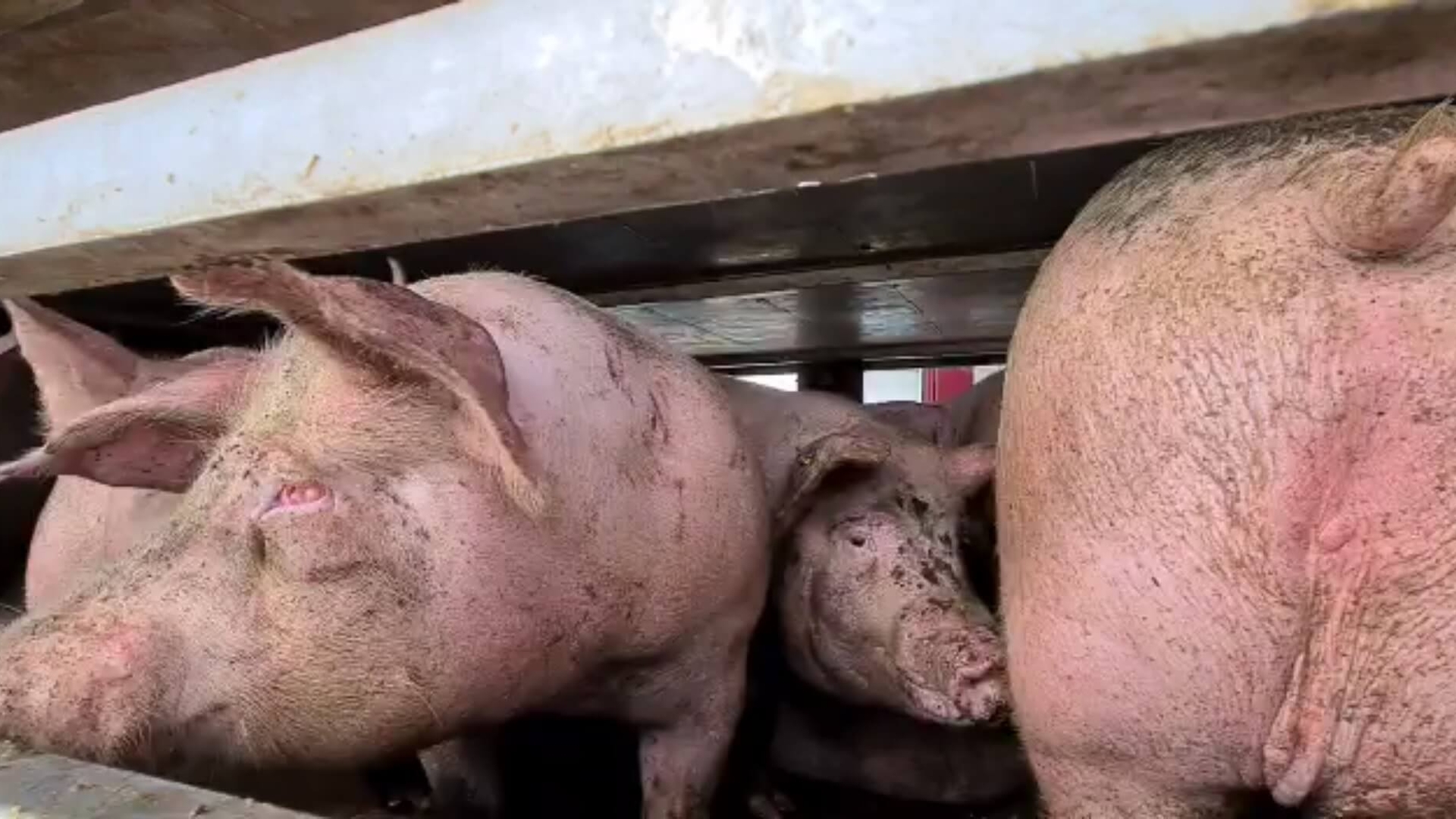 animalstoday-varken-voor-slachthuis-7-maart-2023
