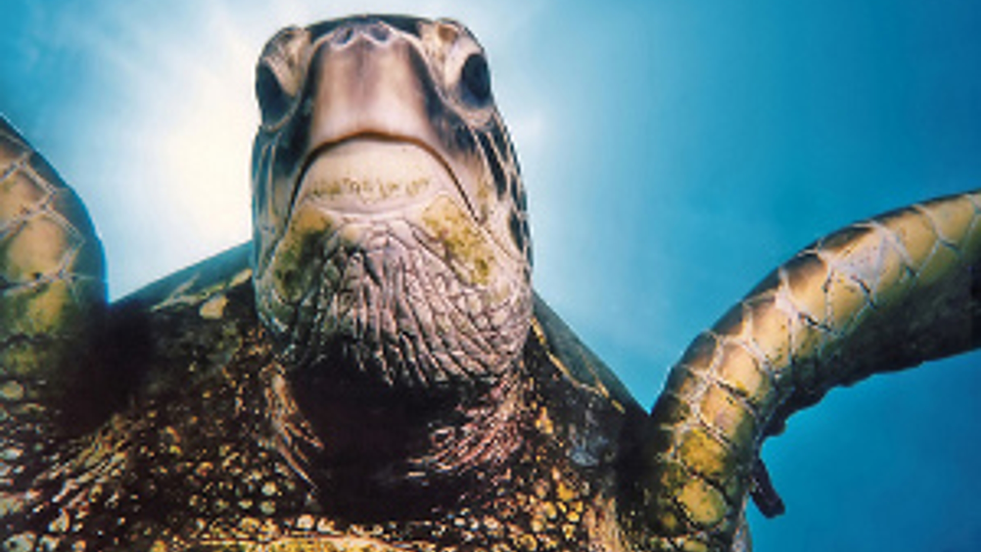 flickr-sea-turtle-300px.jpg