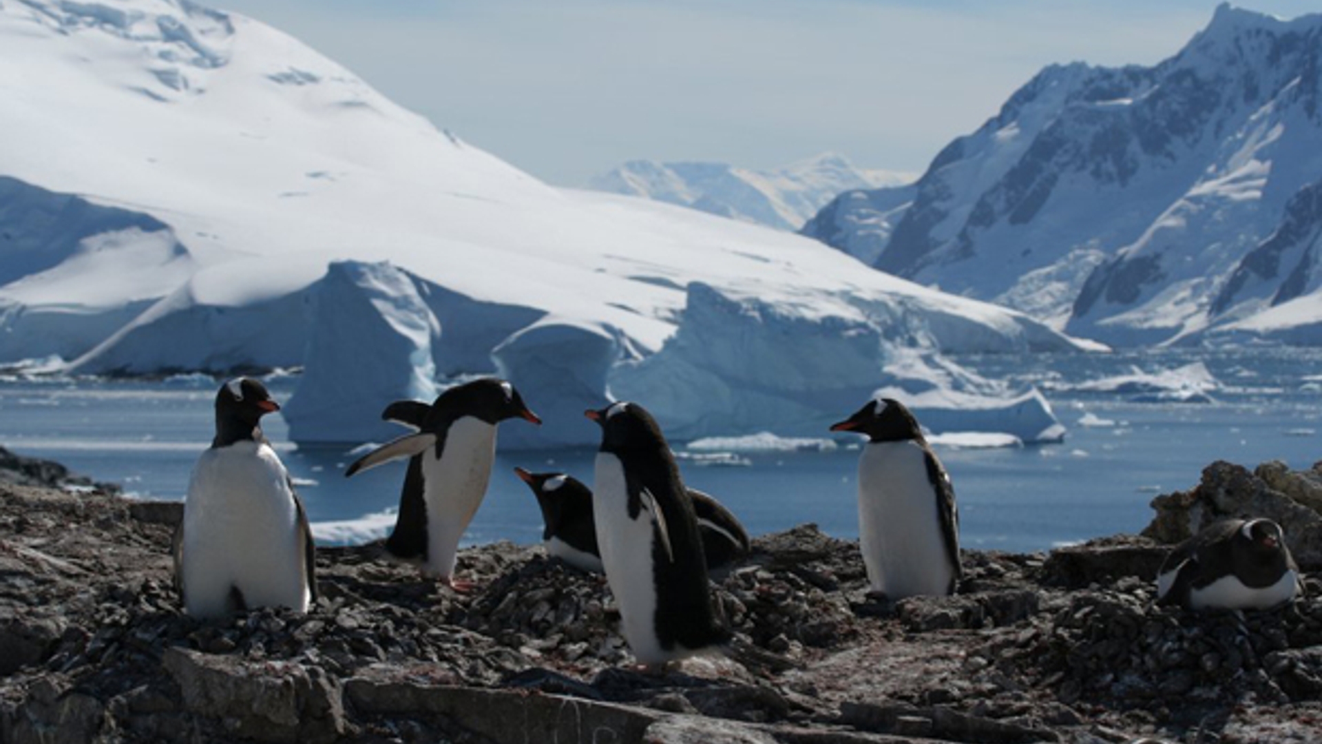 RTEmagicC_Antarctica_620.jpg.jpg