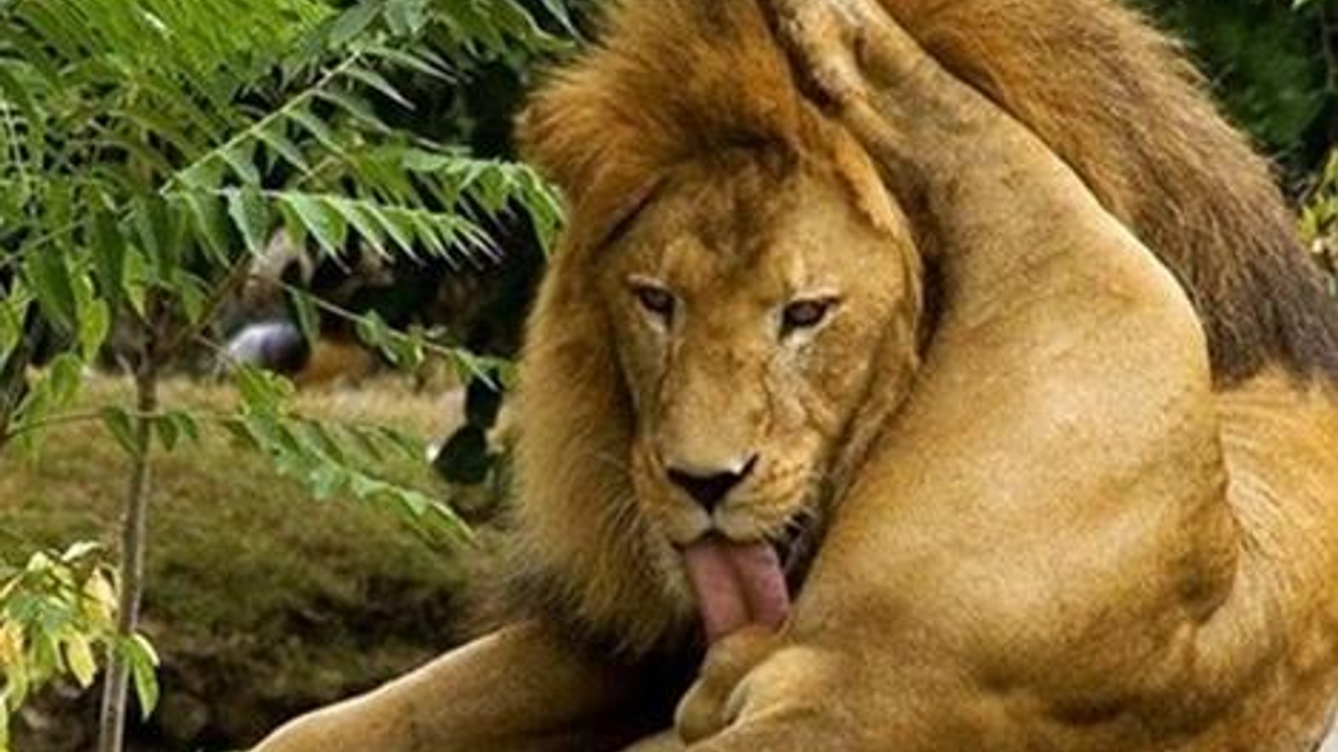 lion-licking-his-own-balls