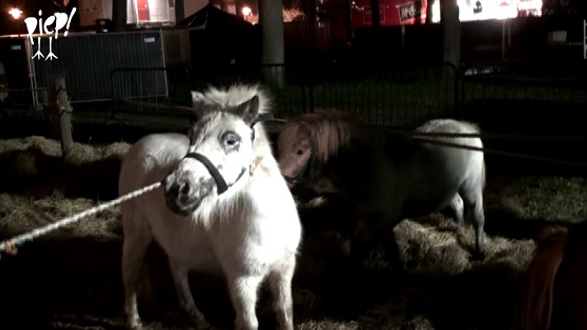 piepvandaag-pony-op-paardenmarkt-Zuidlaren