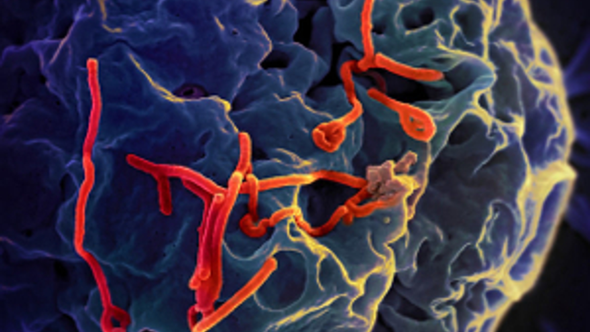 ebolavirus300_01.jpg