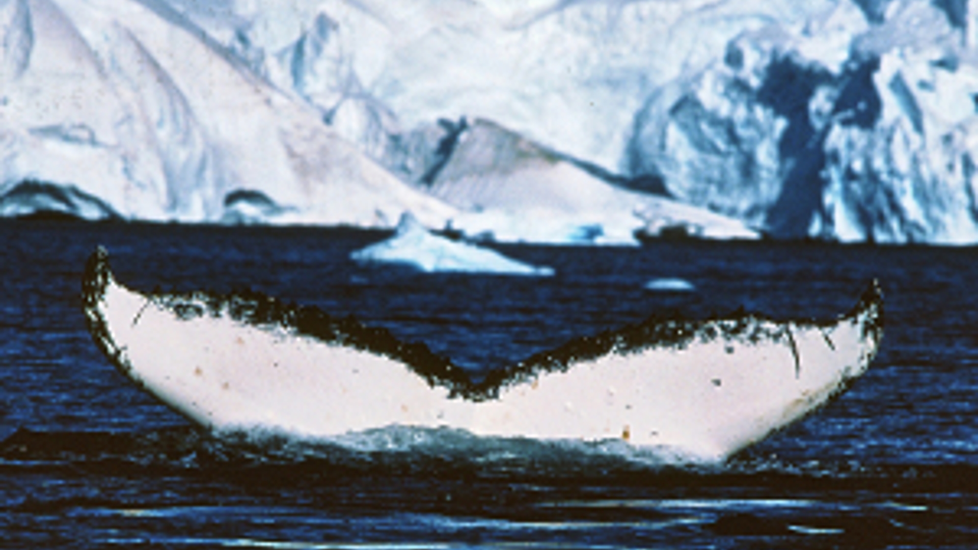 Flickr_walvis_Antartic_and_Southern_Ocean_Coalition_300.jpg