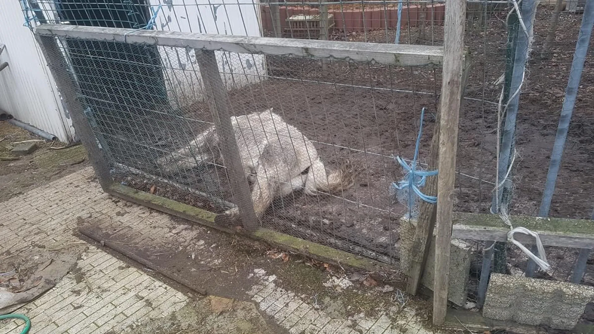 animalstoday-mw-P-10