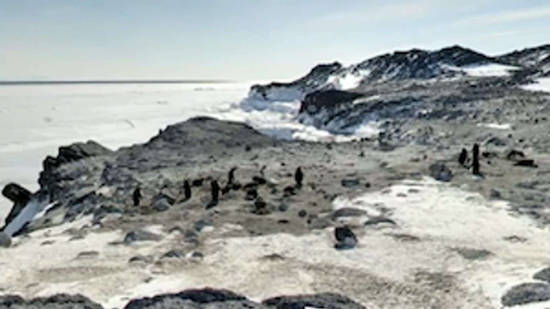 penguins300.jpg