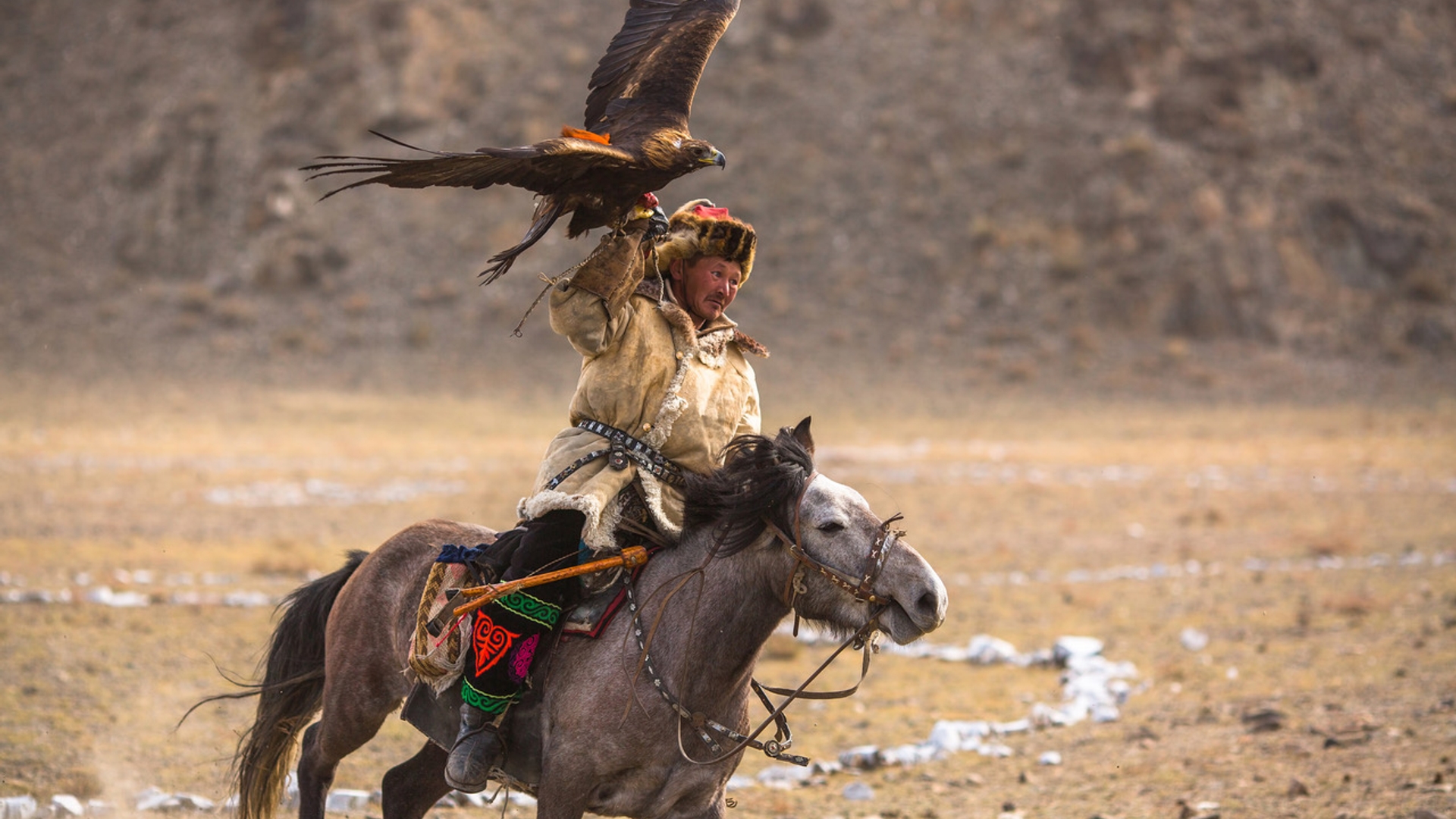 Kazakh Eagle Hunter traditional clothing, while hunting to the hare holding a golden eagle on his arm in desert mountain of Western Mongolia.