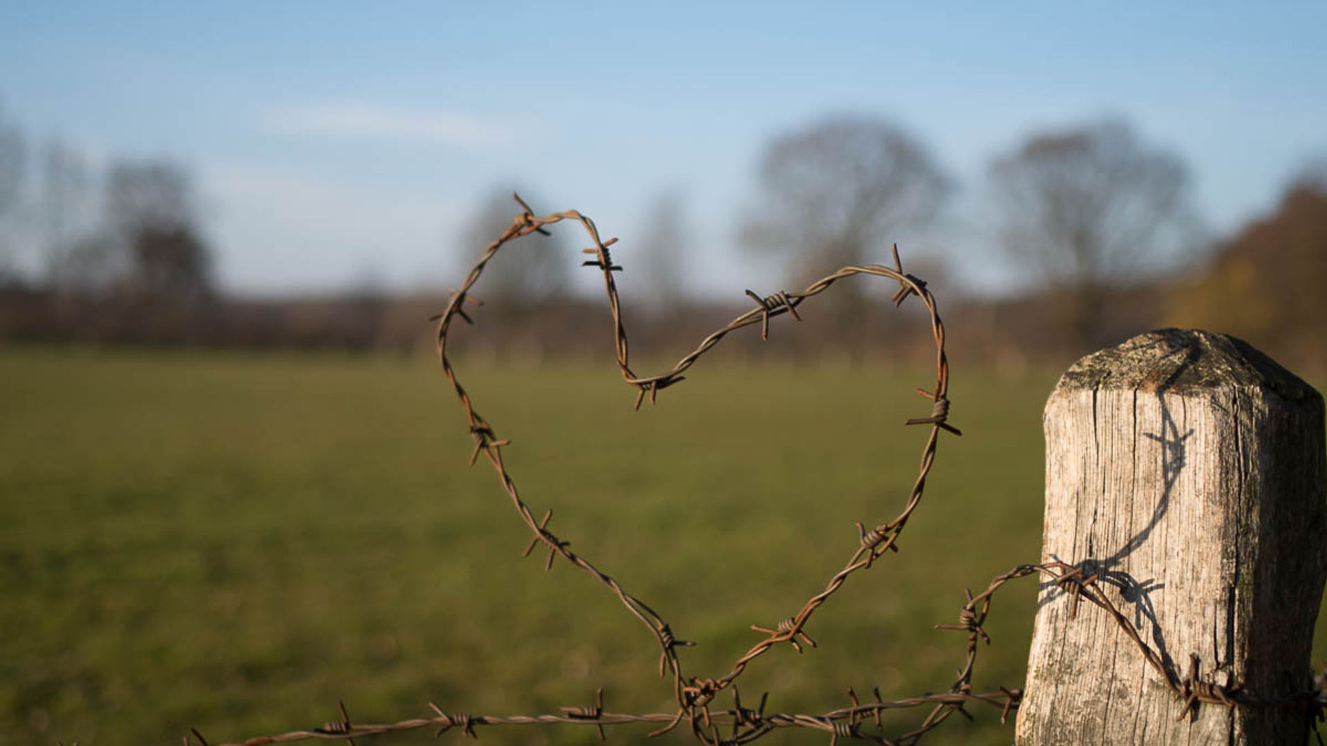 Barbed Heart