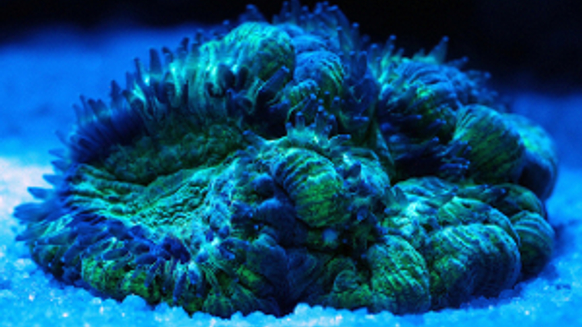 koraal2.jpg