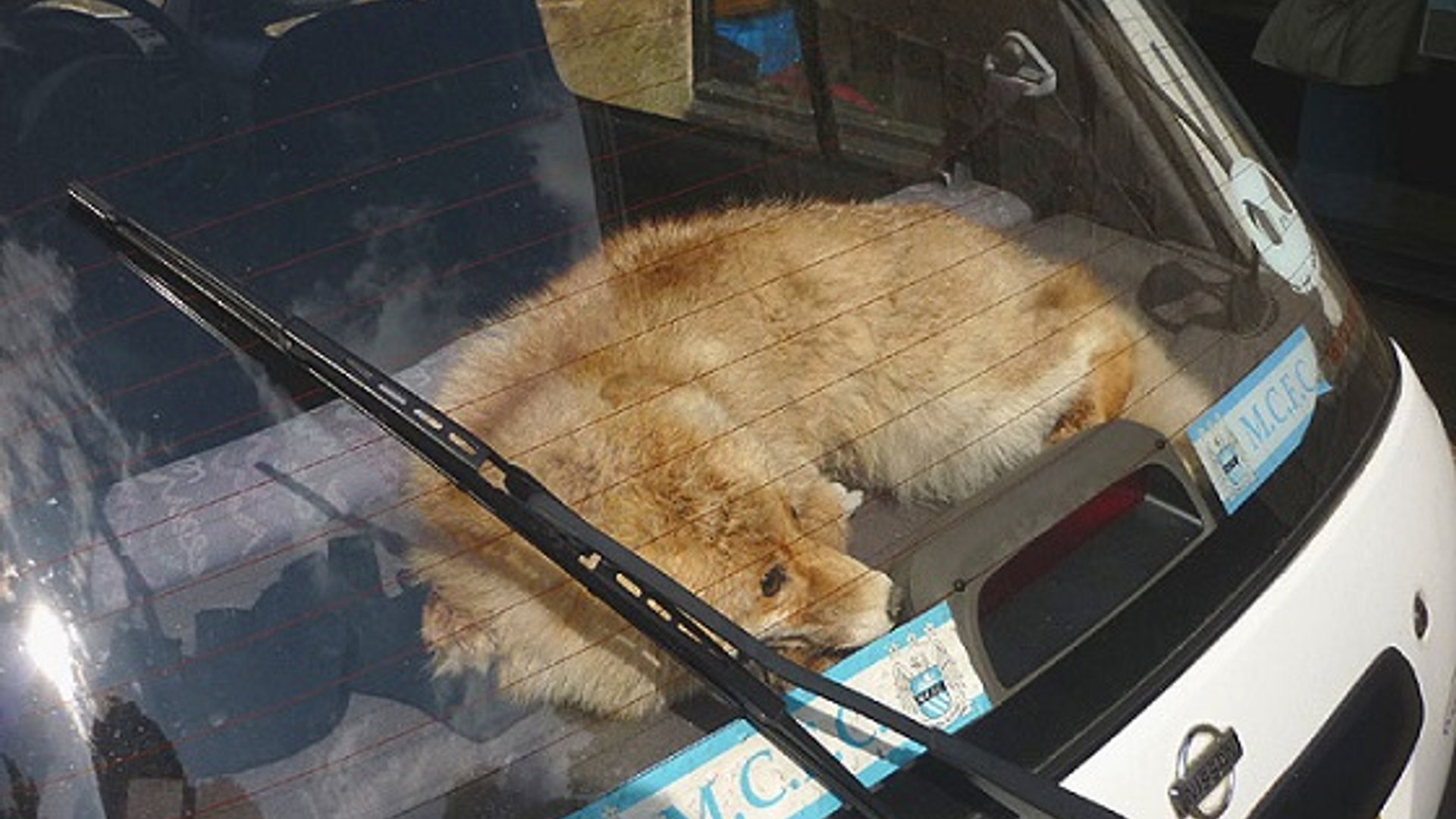 piepvandaag-hond-achter-glas-in-auto