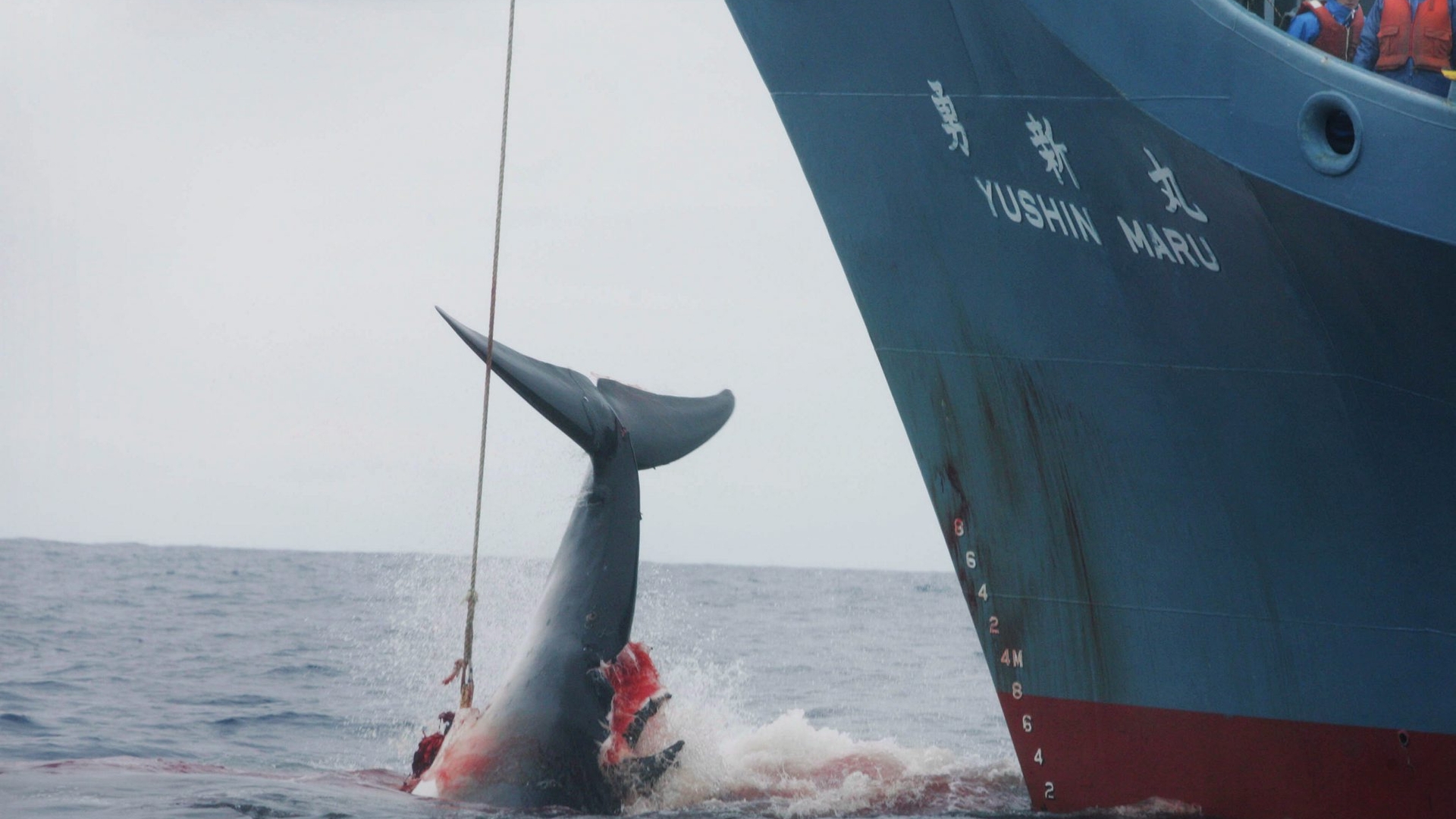 FILES SOUTHERN OCEAN WHALING