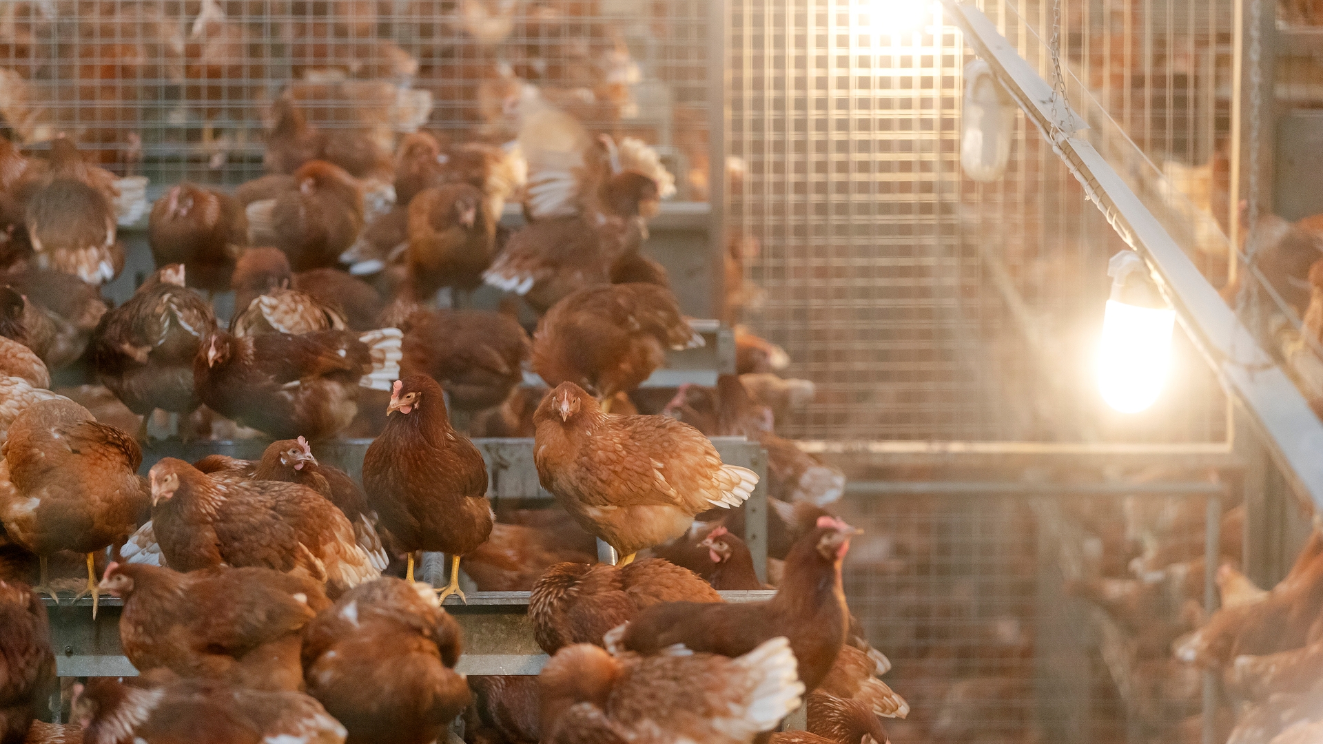 Ophokplicht voor commerciele kippenboer vanwege vogelgriep