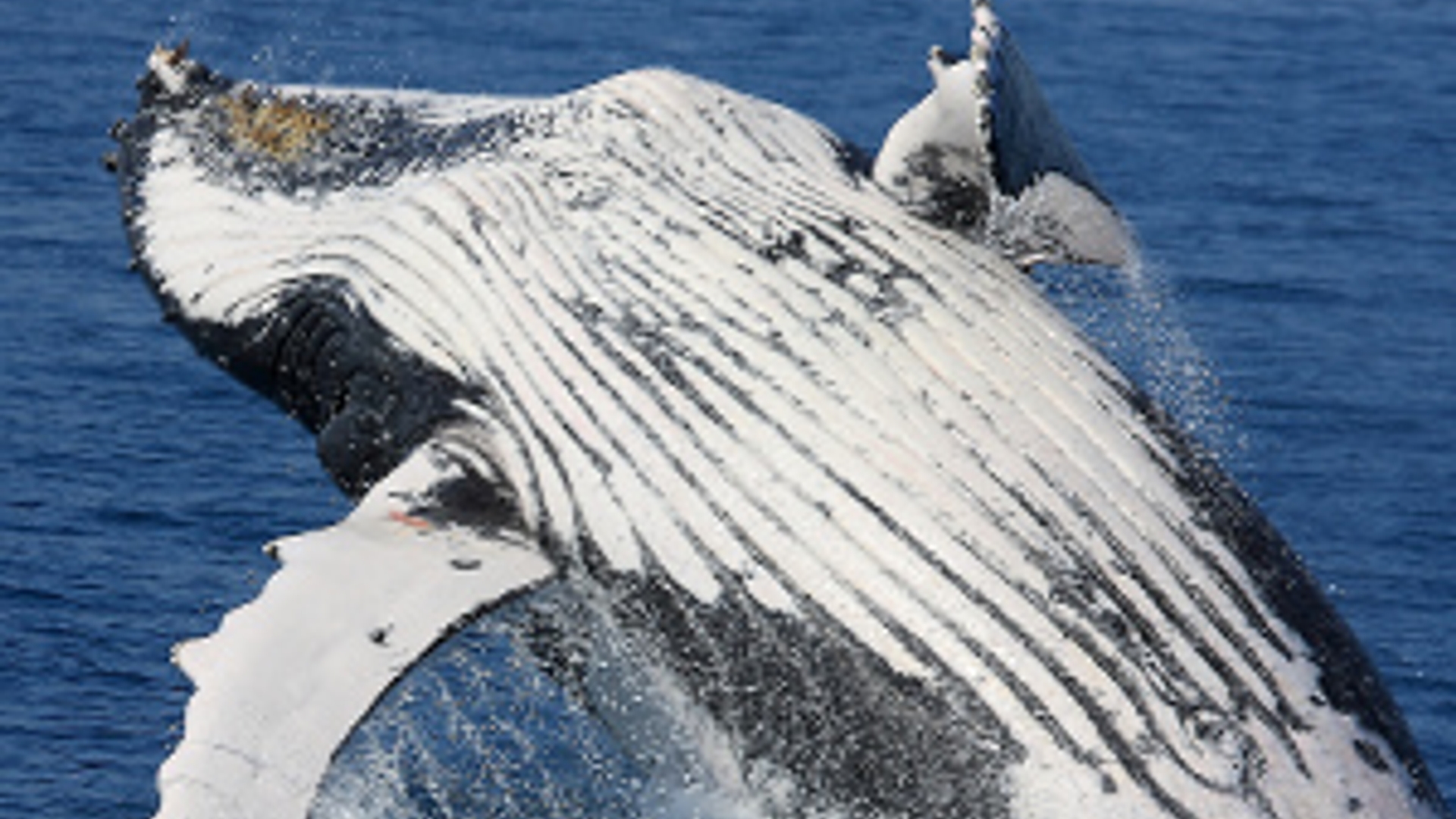 flickr-whale-300px.jpg