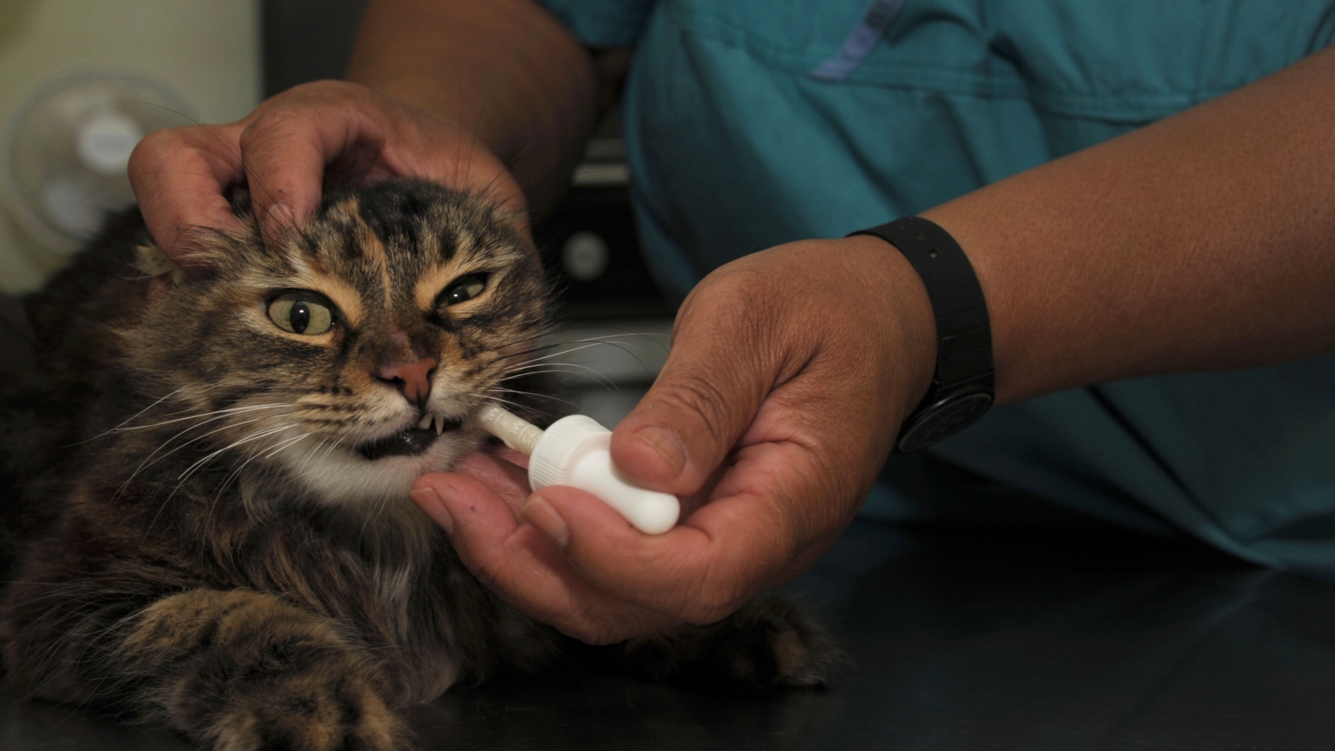 Vet clinic gives care, advice