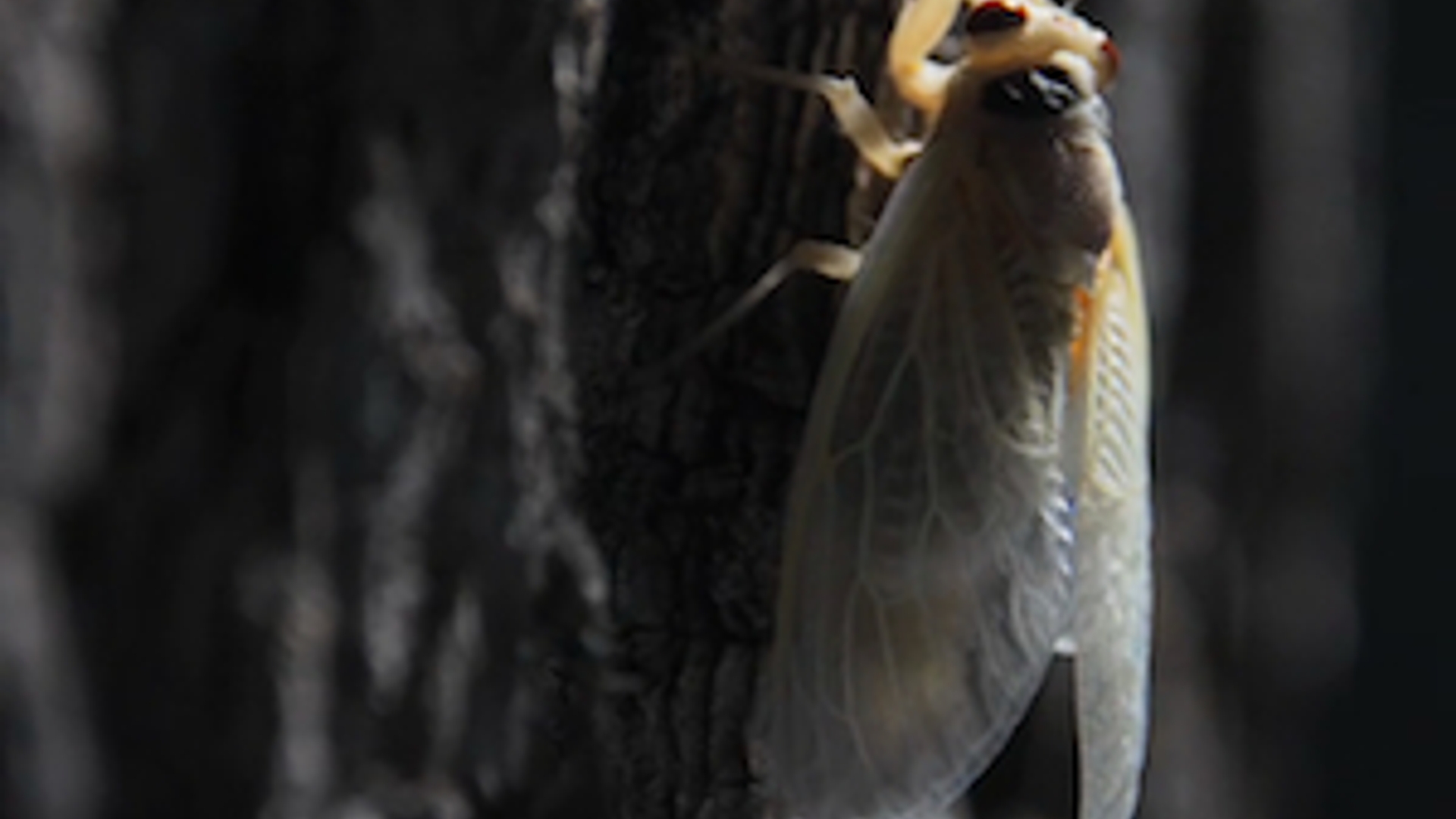 cicaden.jpg