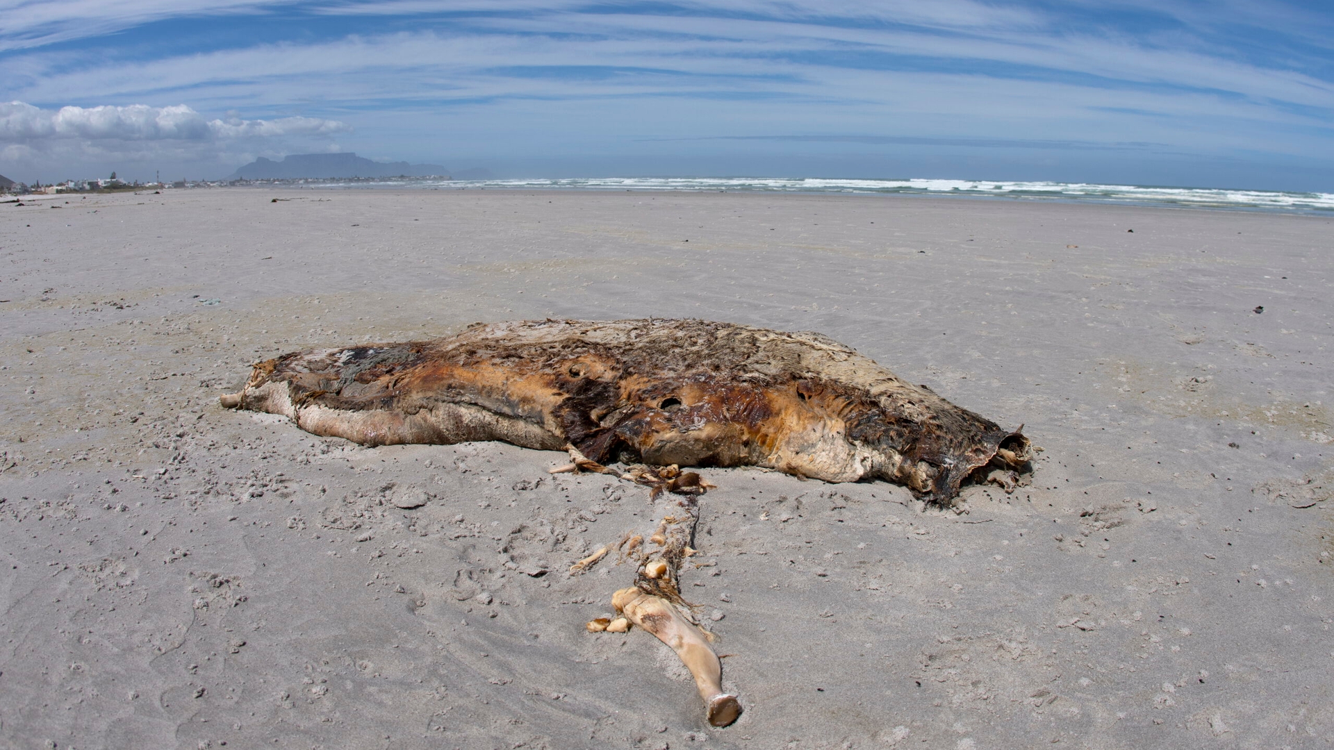 Cape Fur seals mortality event