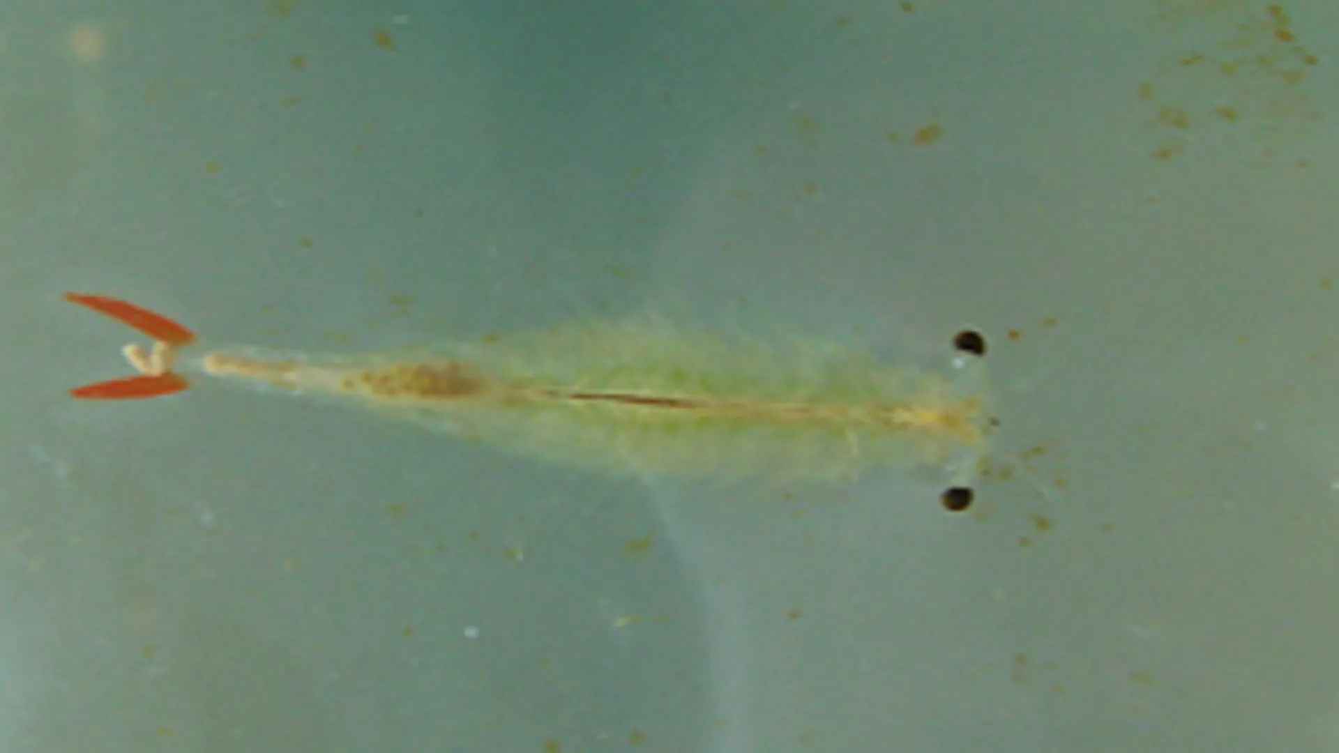 plankton_klein.jpg