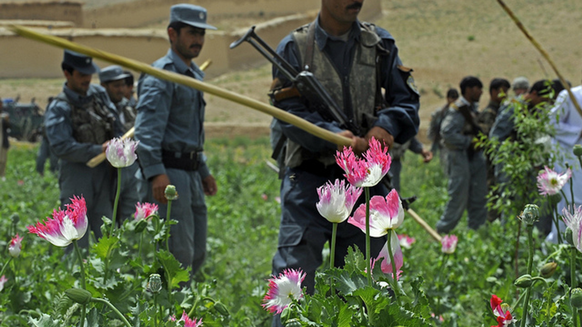 Afghan national security force, Zabul governor leads poppy eradication operations