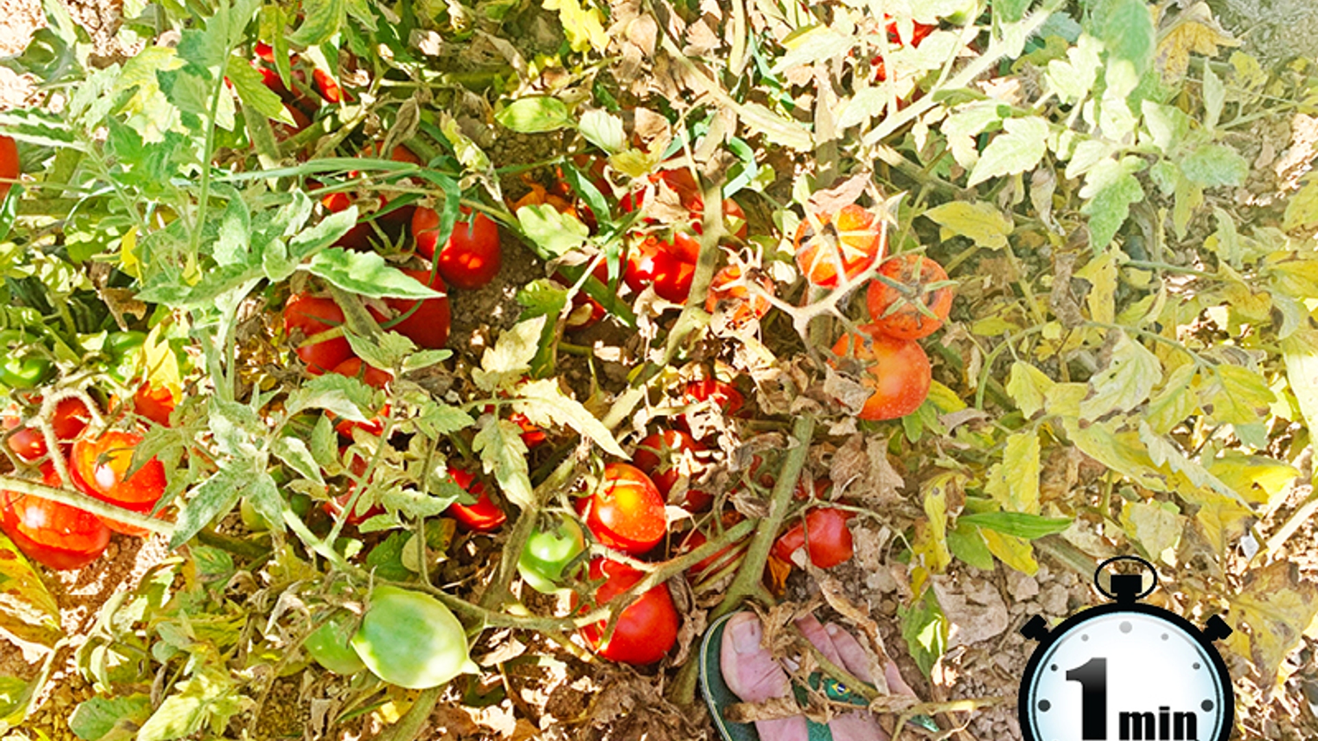 bio tomaten