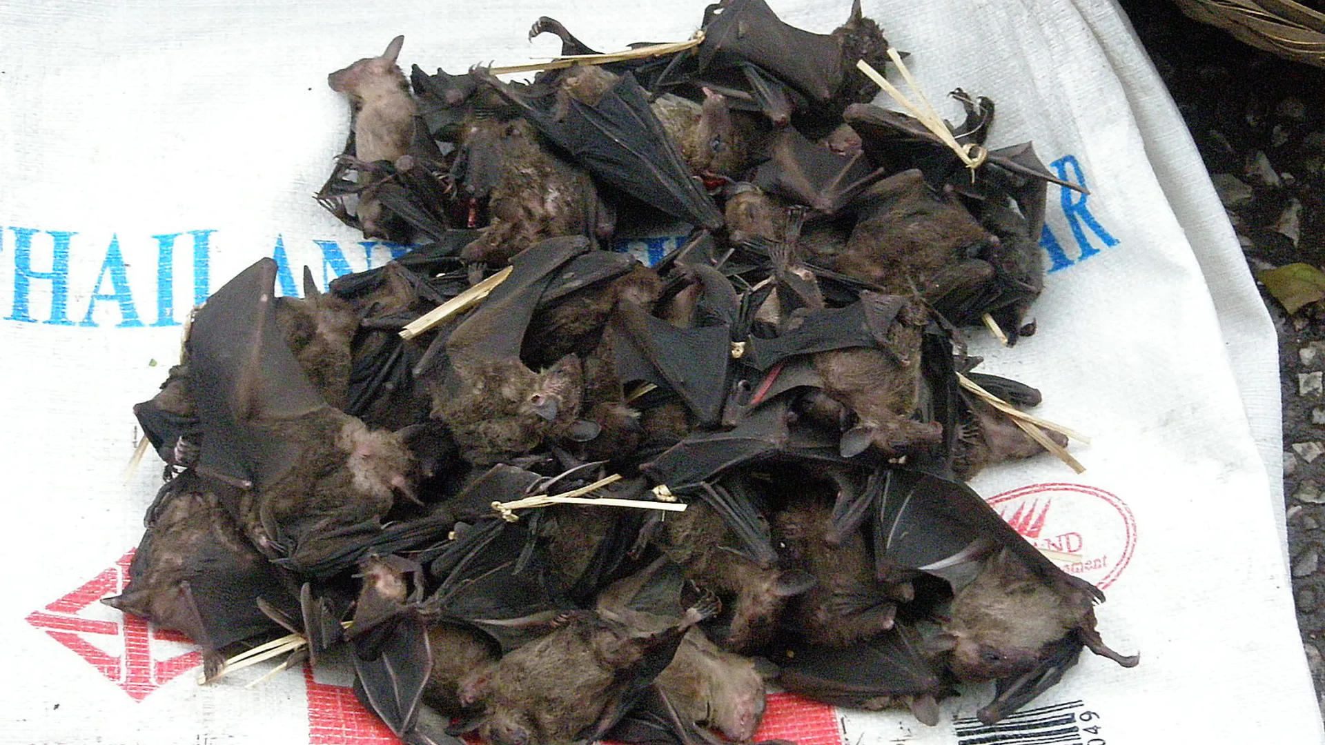 Bats_for_eating_in_Laos