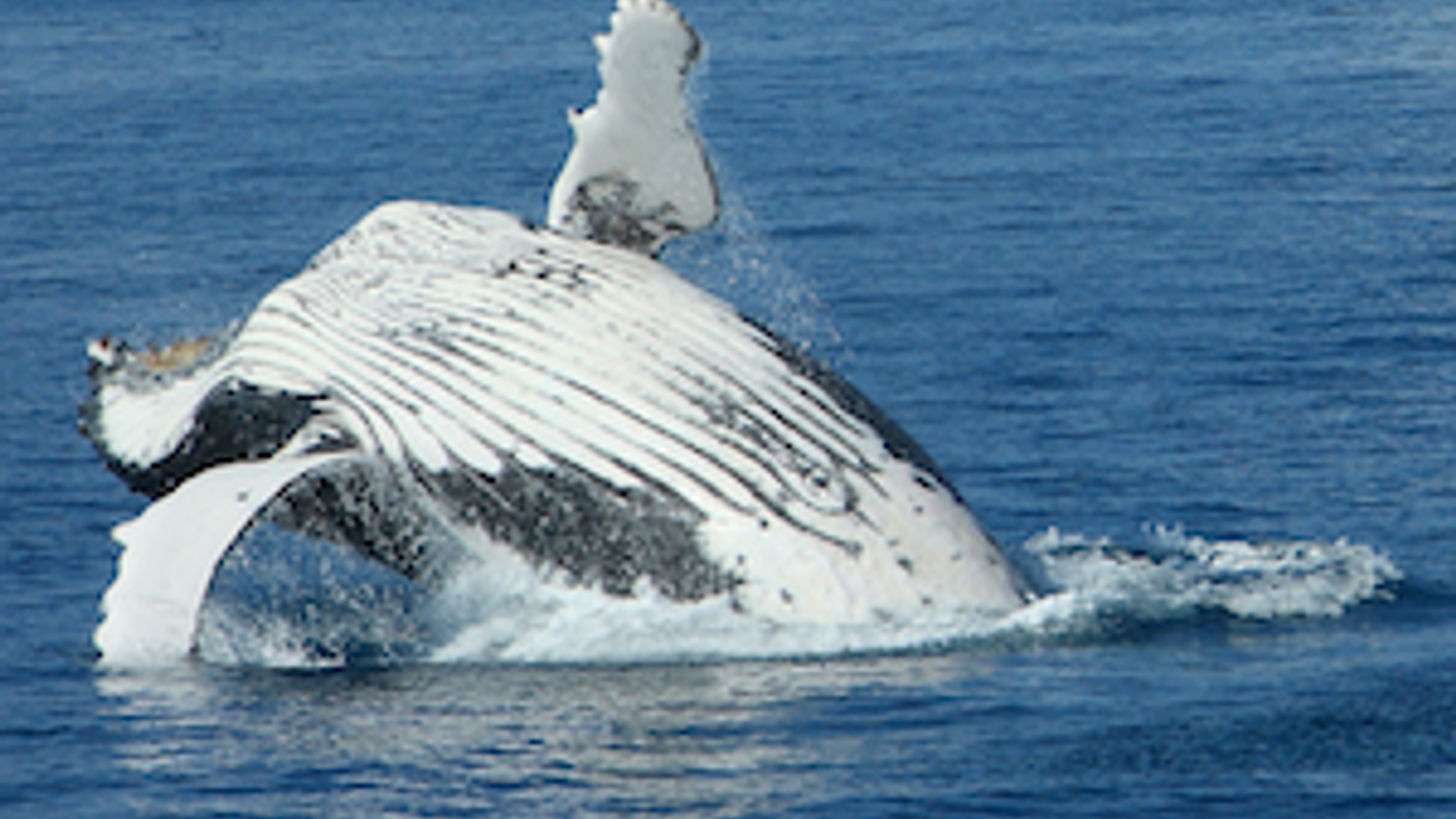 whale300.jpg