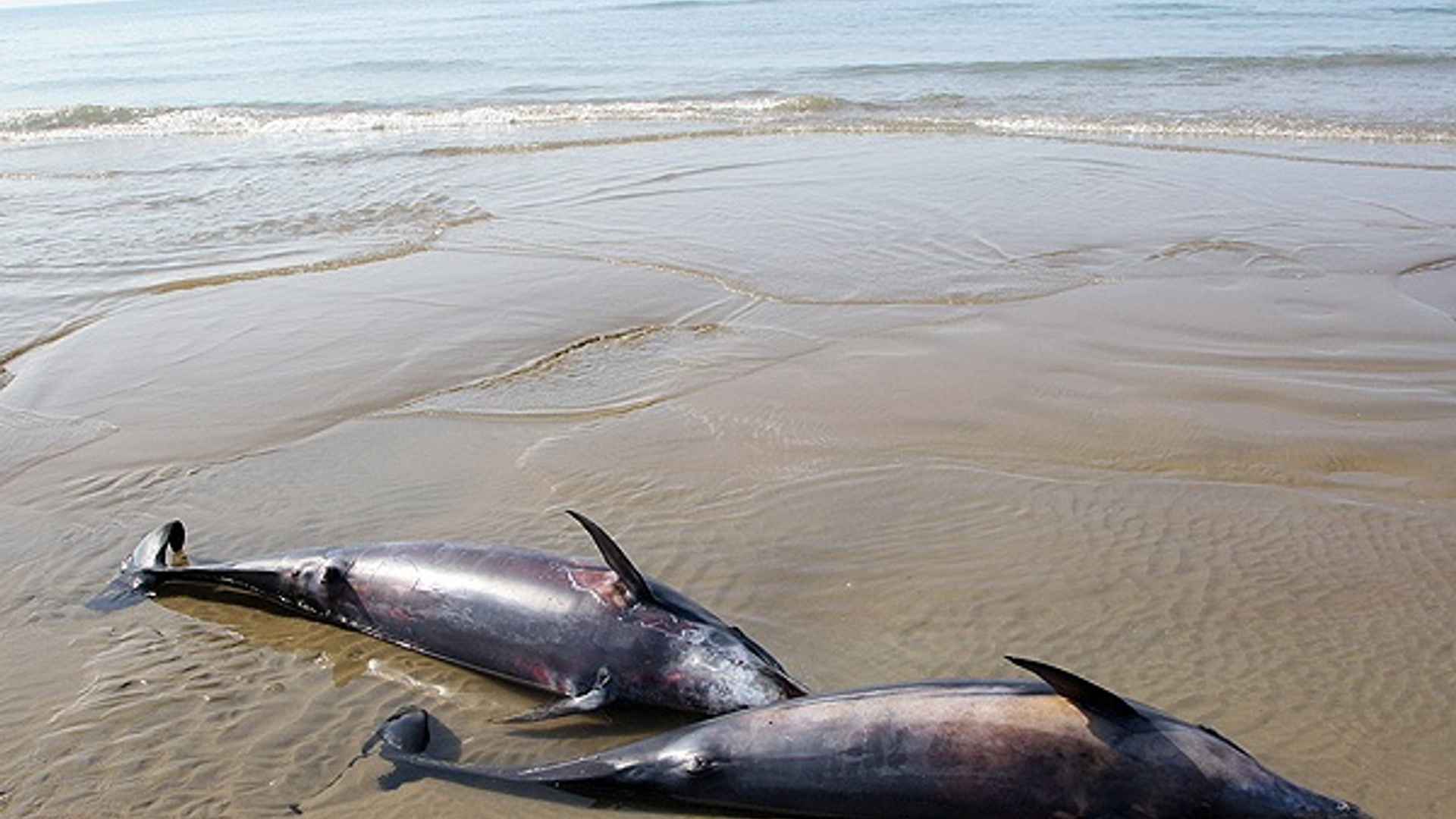October_2007_beached_dolphins_in_Chah-e_Mobarak,_Jask_(24_8608040395_L600)