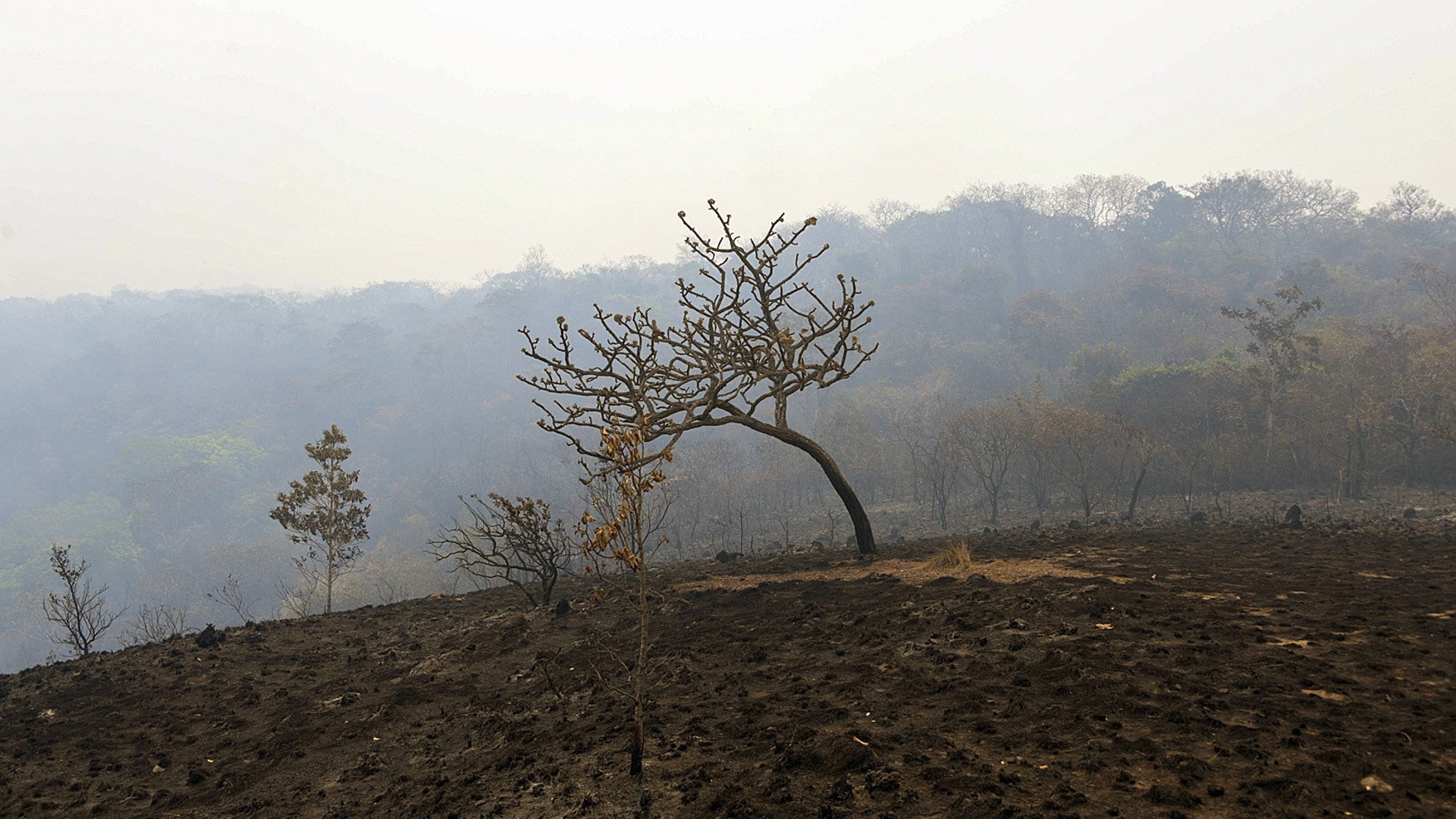 Forest fires do not diminish in the Brazilian Pantanal