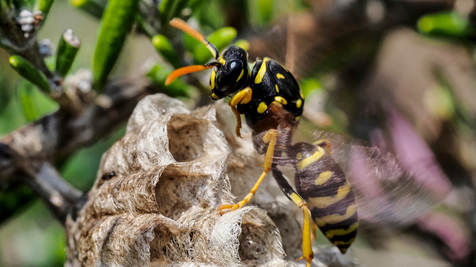 FRANCE - ANIMAL - INSECT - WASP - NATURE
