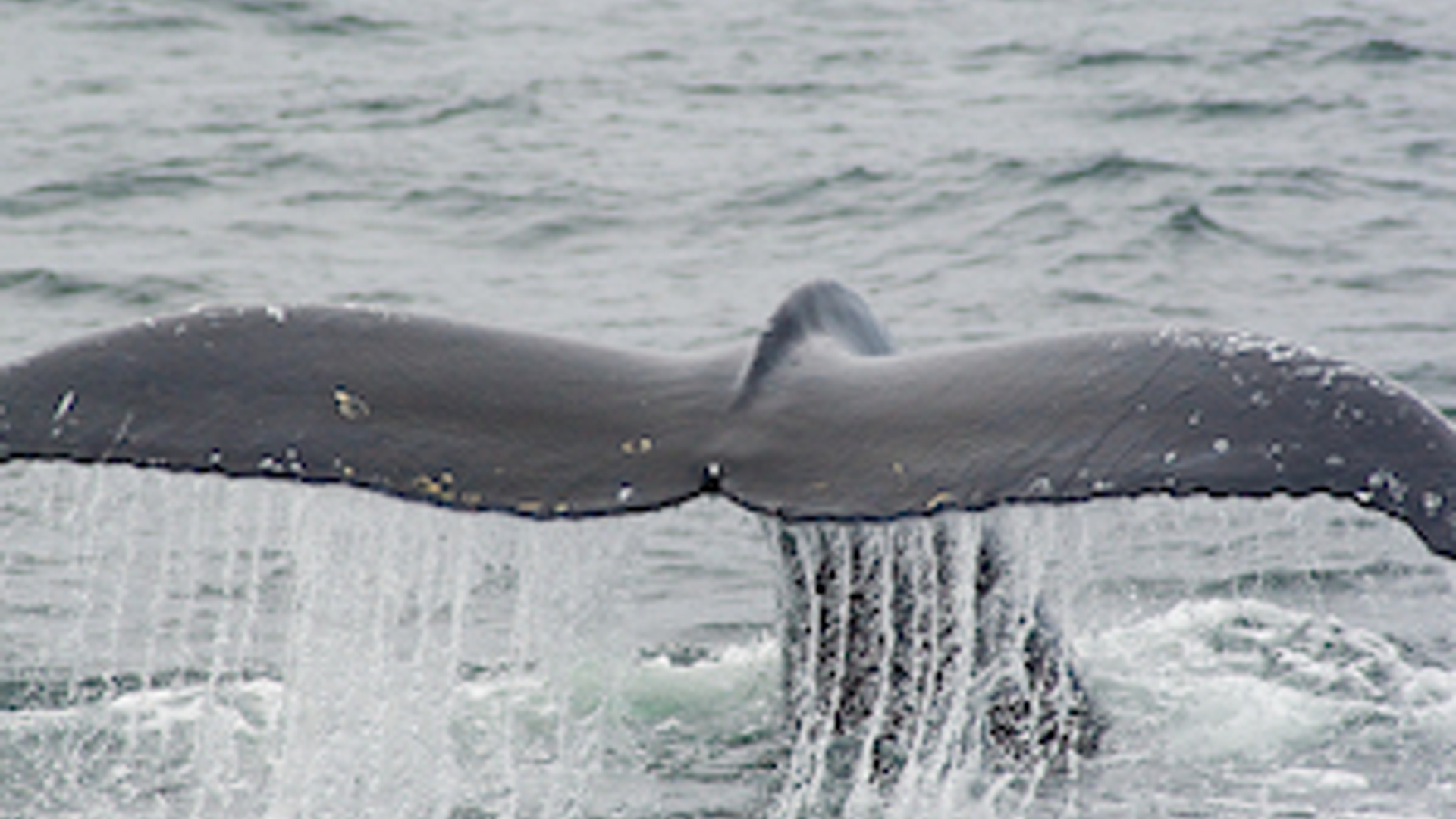 walvis.jpg