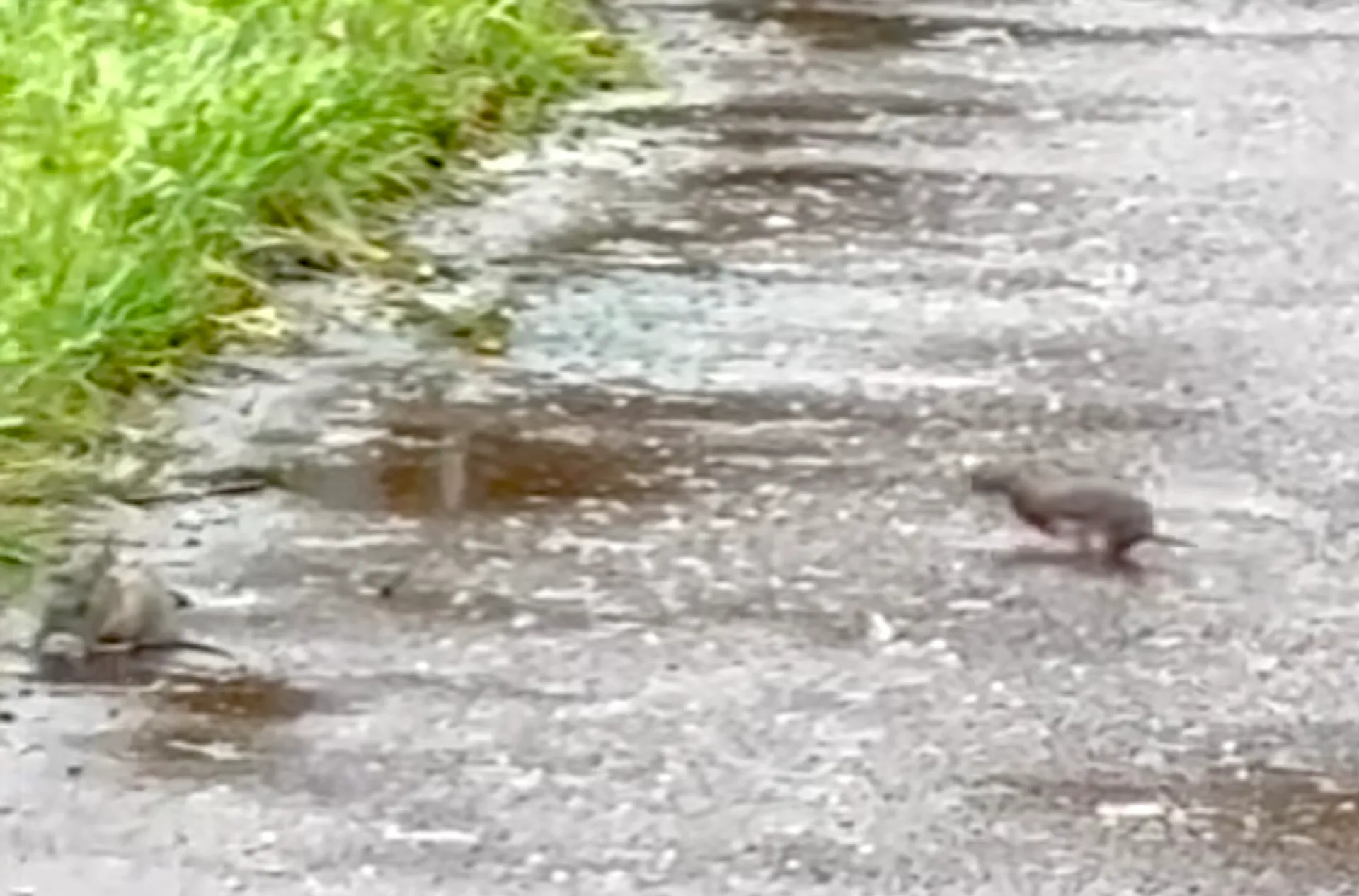 Afbeelding van Op leven en dood in Amsterdam: wezel valt midden op fietspad een rat aan