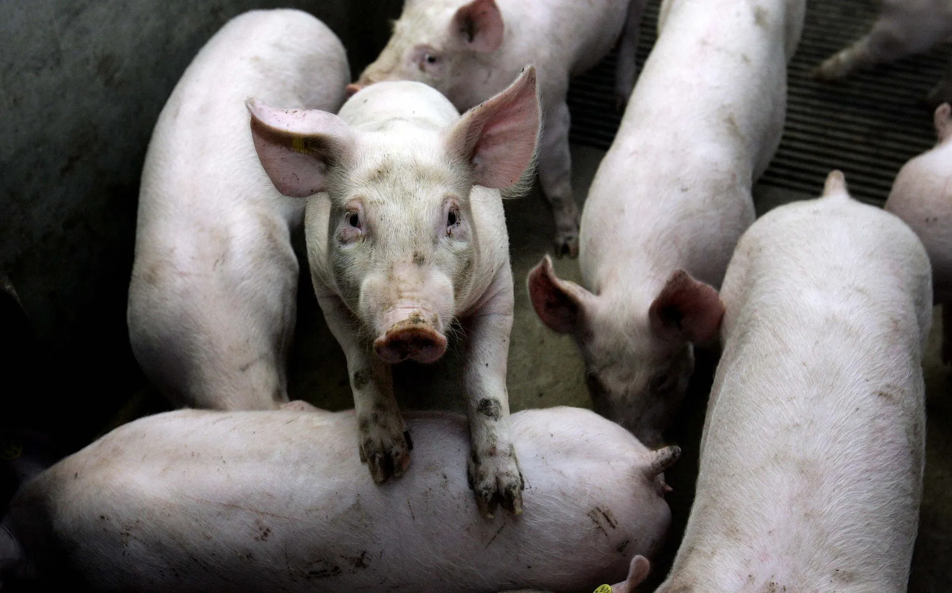 Afbeelding van Tijd voor een ethisch debat over de veehouderij