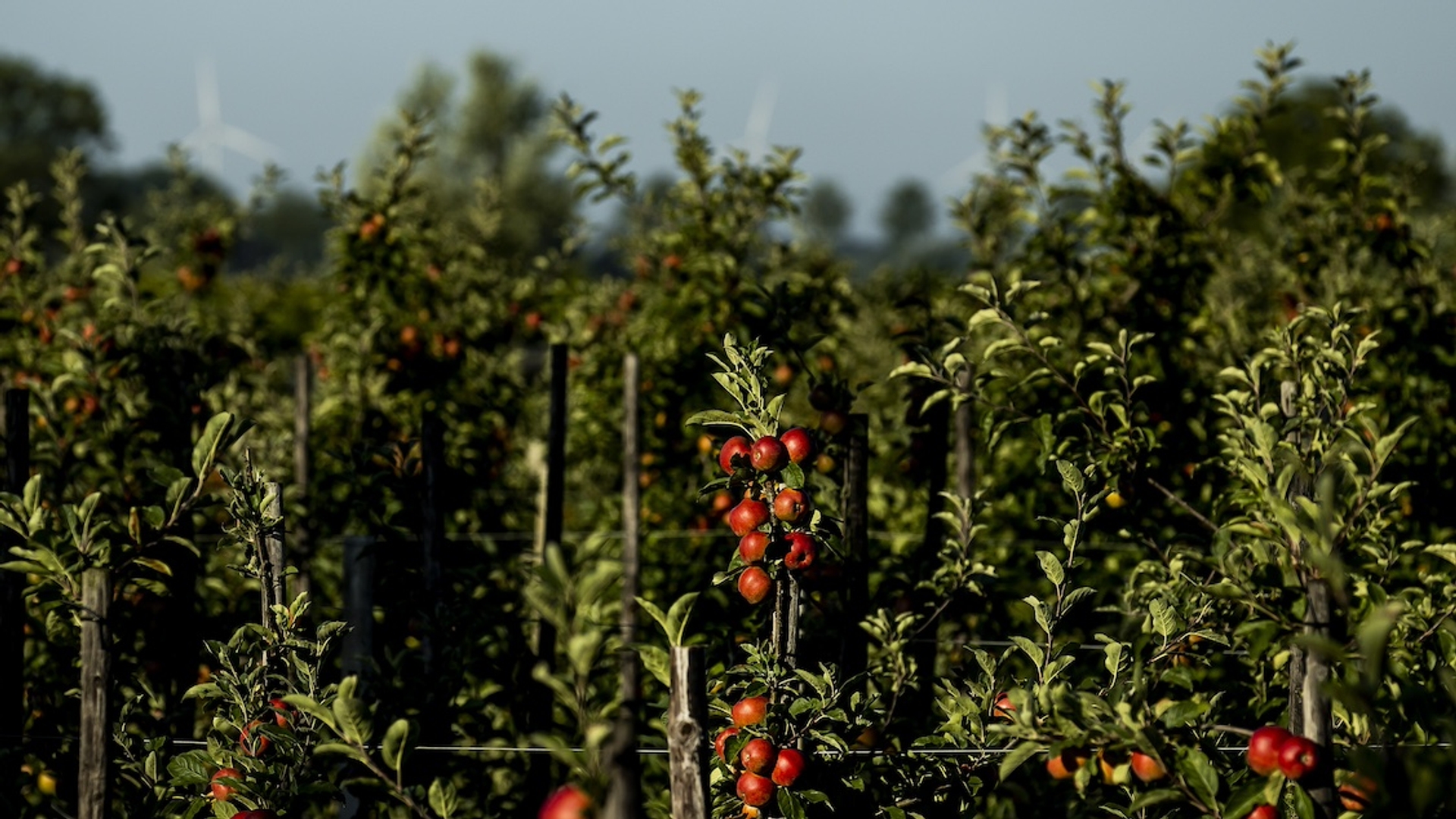 Afbeelding van VVD-plannen bedreigen Nederlandse fruitteelt